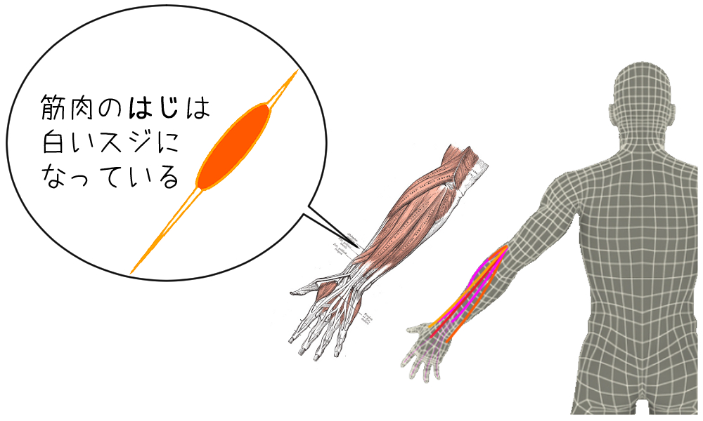 前腕の筋肉の説明図