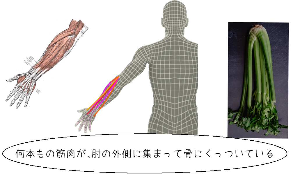 腕橈骨筋・回外筋・長橈側手根伸筋・短橈側手根伸筋・尺側手根伸筋・総指伸筋の図
