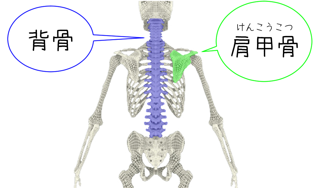肩甲骨と背骨の説明図