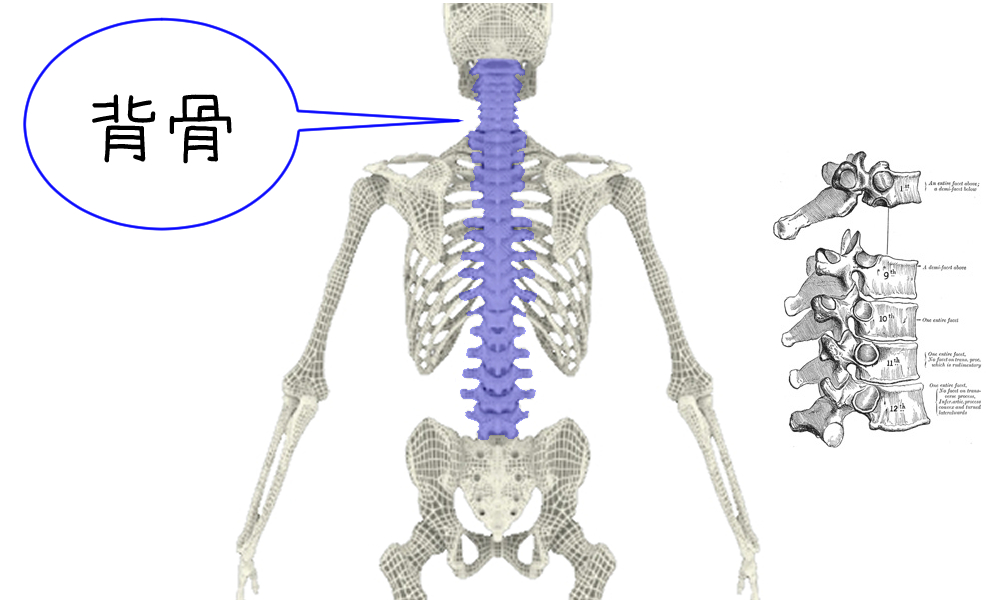 脊椎の説明図
