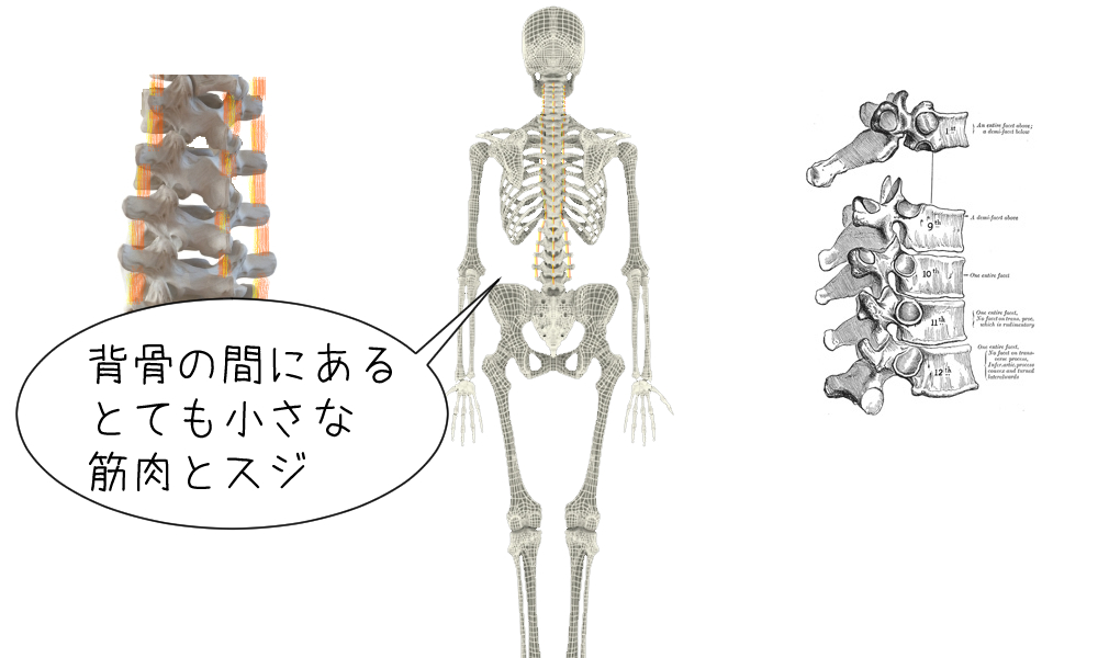 棘間靭帯・棘間筋・横突間靭帯・横突間筋の説明図