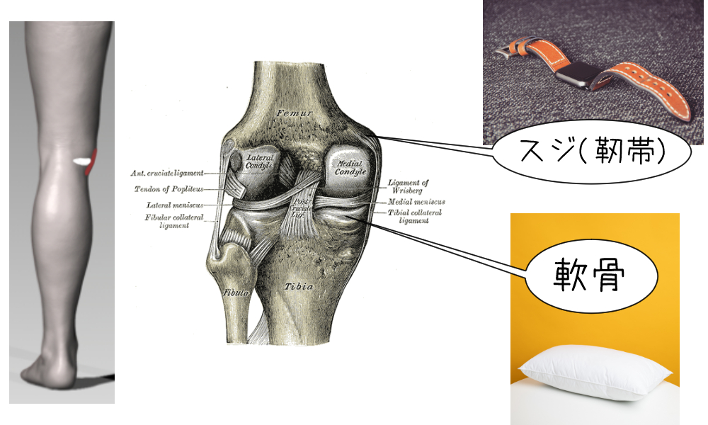 【膝の内側の痛み】の説明図