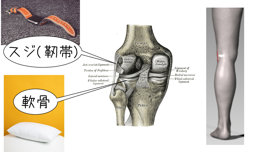 【膝の外側の痛み】の説明図