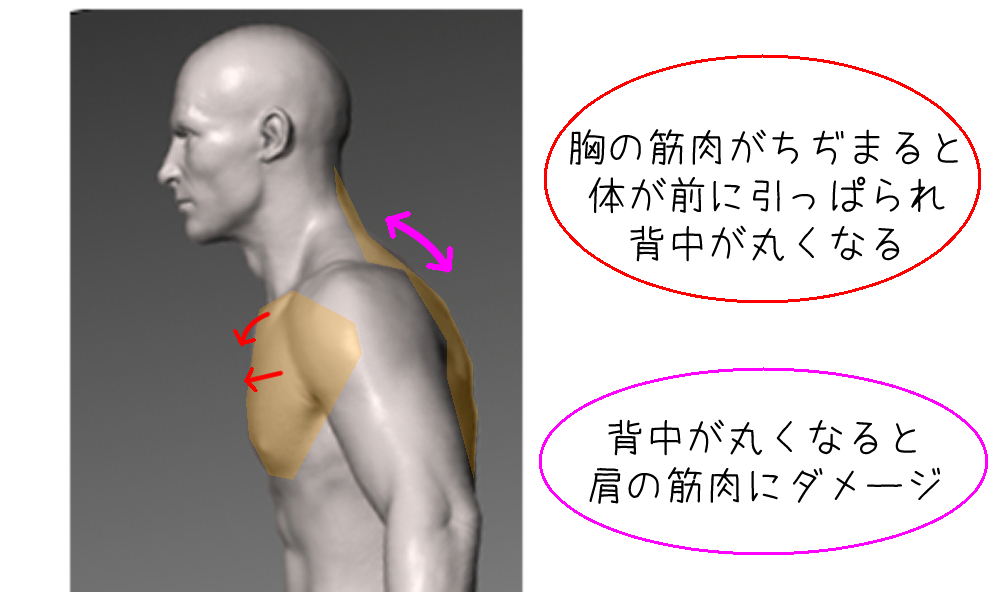 胸の筋肉と肩の筋肉の関係