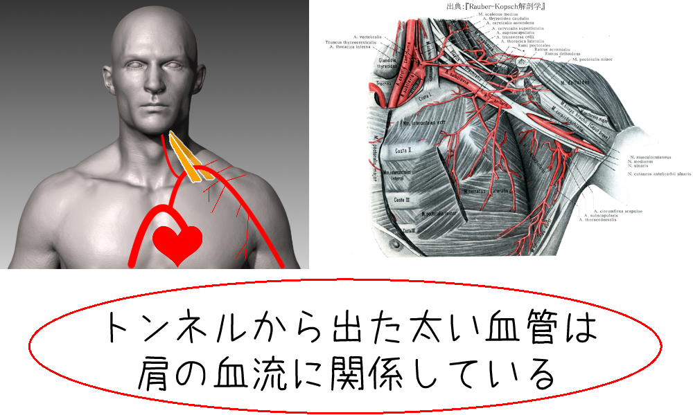 鎖骨下動脈とその支流の説明
