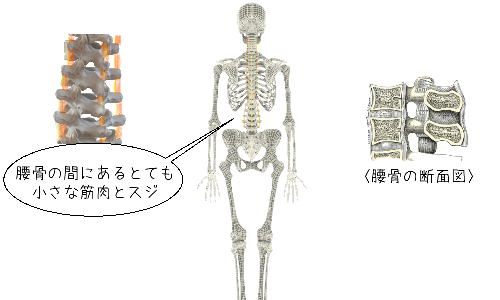 腰椎の周囲の説明図