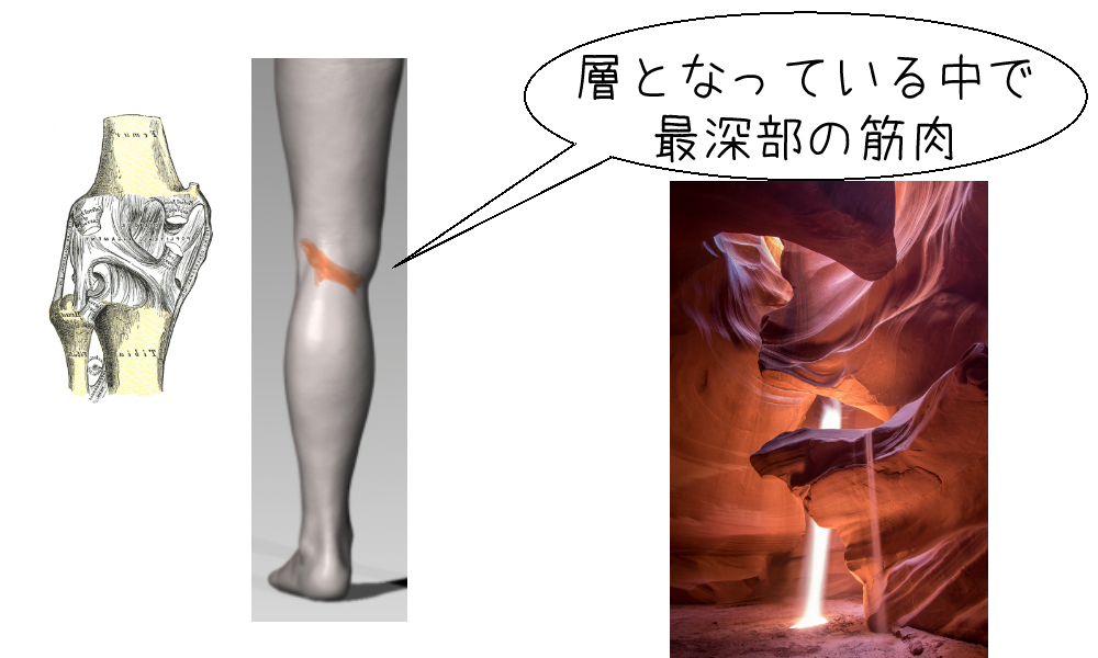 【膝窩筋】の説明図