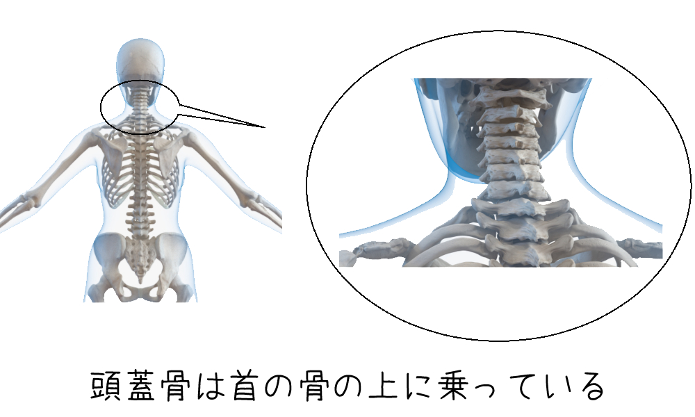 頭蓋骨と頚椎の説明図