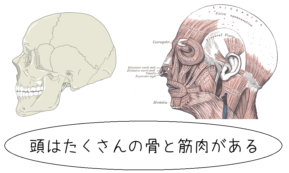 頭蓋骨の説明