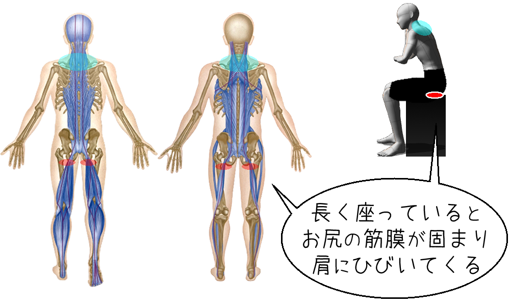 お尻と肩の筋膜の繋がり