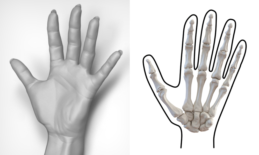 手の骨の説明図