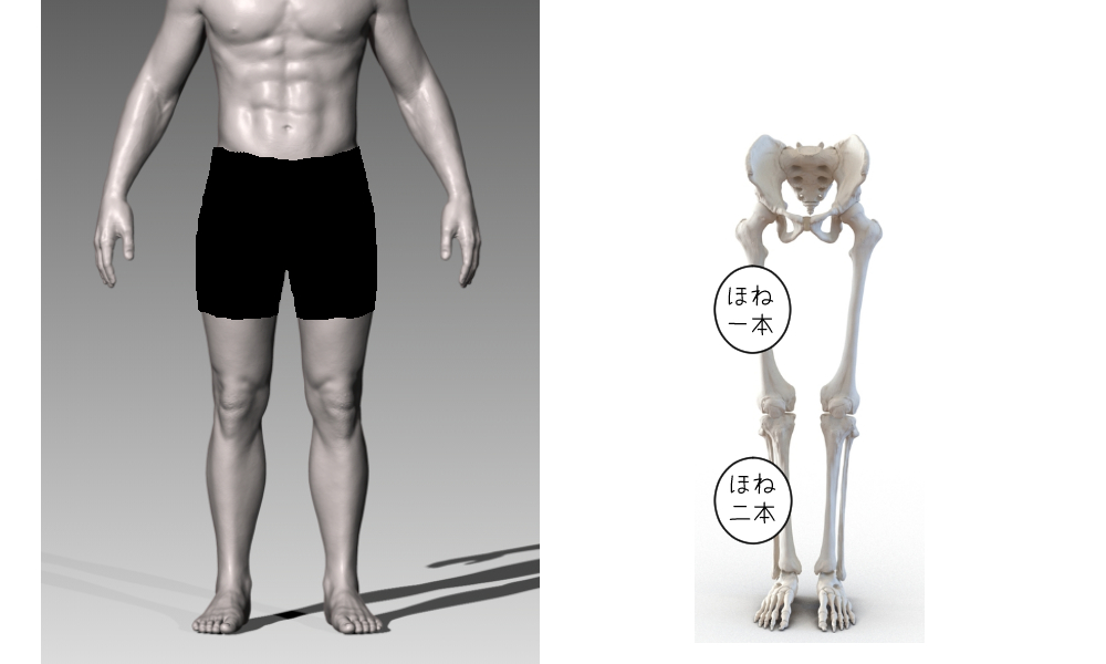 下腿の骨の説明図