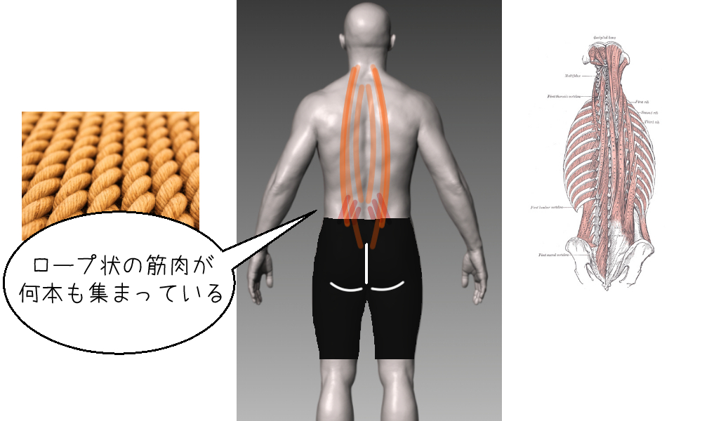 【腰の中央の筋肉の痛み】の説明図①