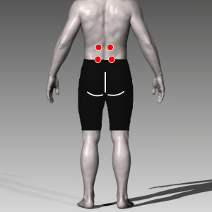 腰が痛む箇所(中央の筋肉)