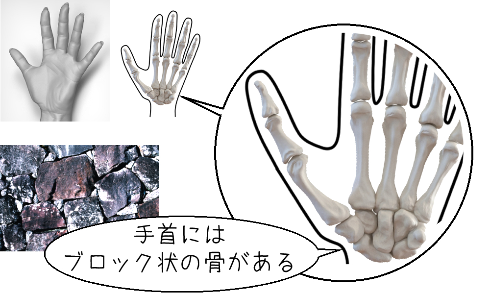 手根骨の説明図
